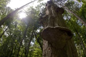 The Bialowieza Primeval Forest in eastern Poland supports more than 3,000 species of fungus and is also home to Europe's largest herd of bison