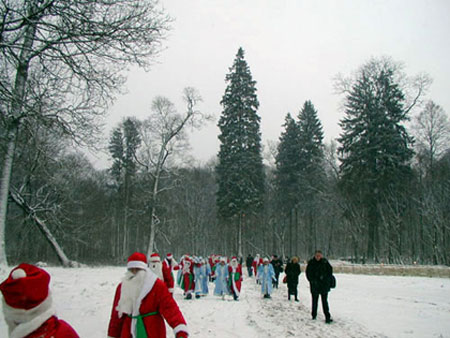 A Christmas spruce tree in the estate of Grandfather Frost in Belovezhskaya Pushcha 