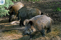 click to enlarge in the new window