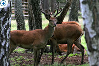 click to enlarge in the new window