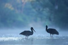 ��������� � ����� ����