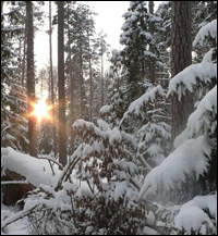 ������ ���