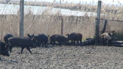 The hunting inside enclosures can awake interest in by farmers and people making services for ecotourism.