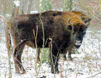 Bison