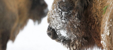 ��������� � ����� ����