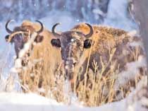 ���� ������