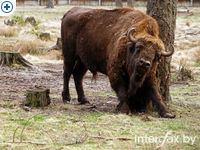 click to enlarge in the new window