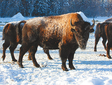 ���� ������� �������