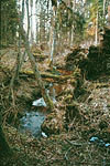 Small brook in primeval forest