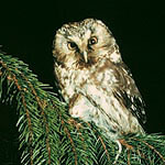  Tengmalm's Owl (Aegolius funereus) is one of the characteristic taiga bird species