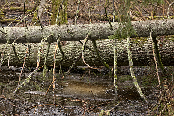 ����������� ����