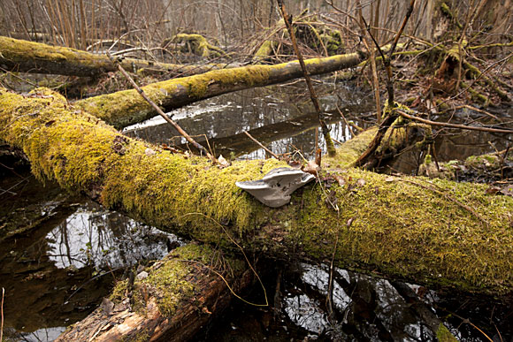 ����������� ����