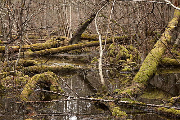 ����������� ����