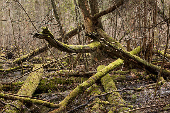 ����������� ����