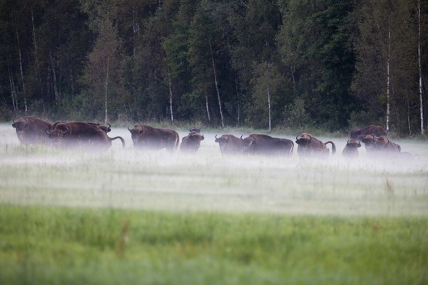 ���� ������ �������