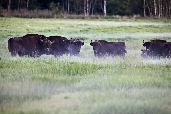 ���� ������ �������