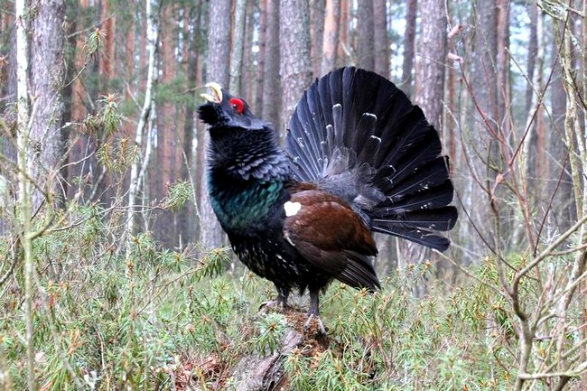 ���� ���������� �������