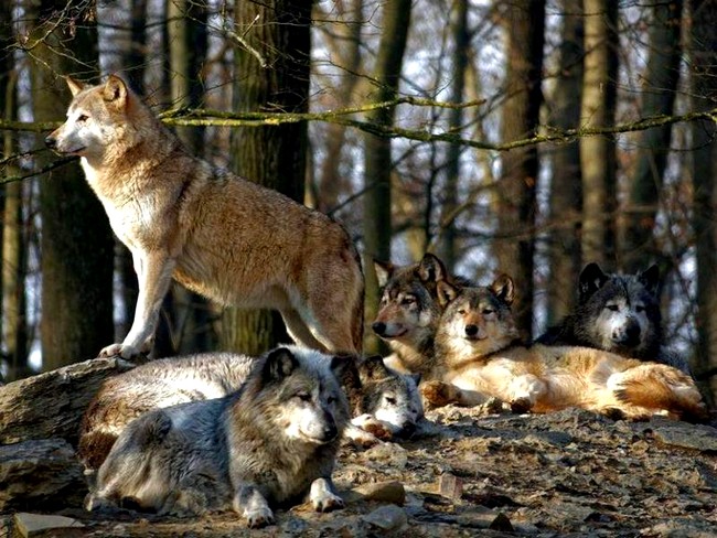 ���� Holger Uwe Schmitt