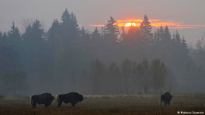 ����������� ���� - ��� ��� ������