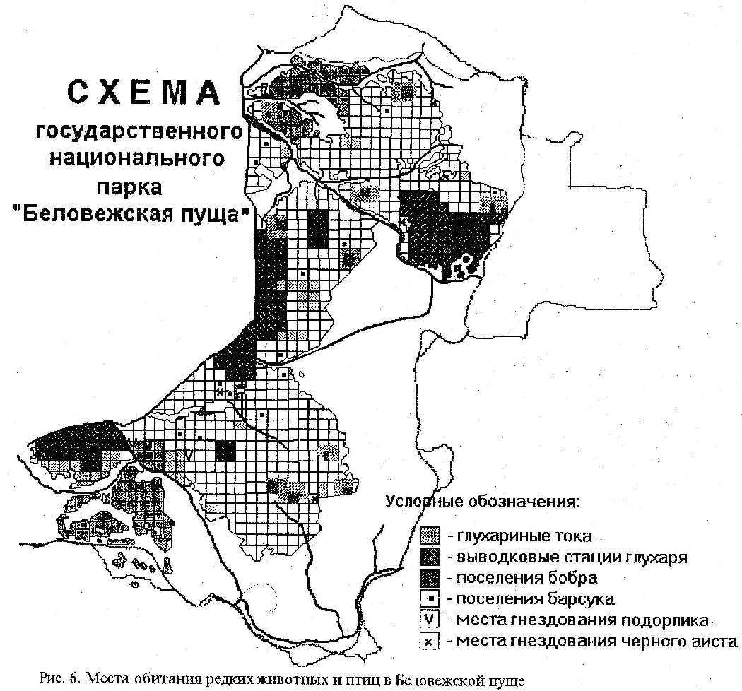 Беловежская пуща карта заповедника